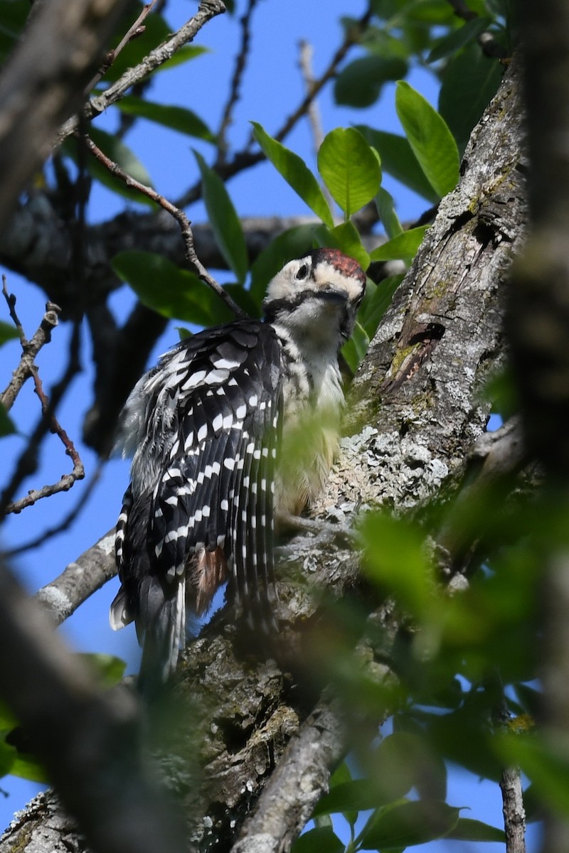 White-backed Woodpecker - ML647278165