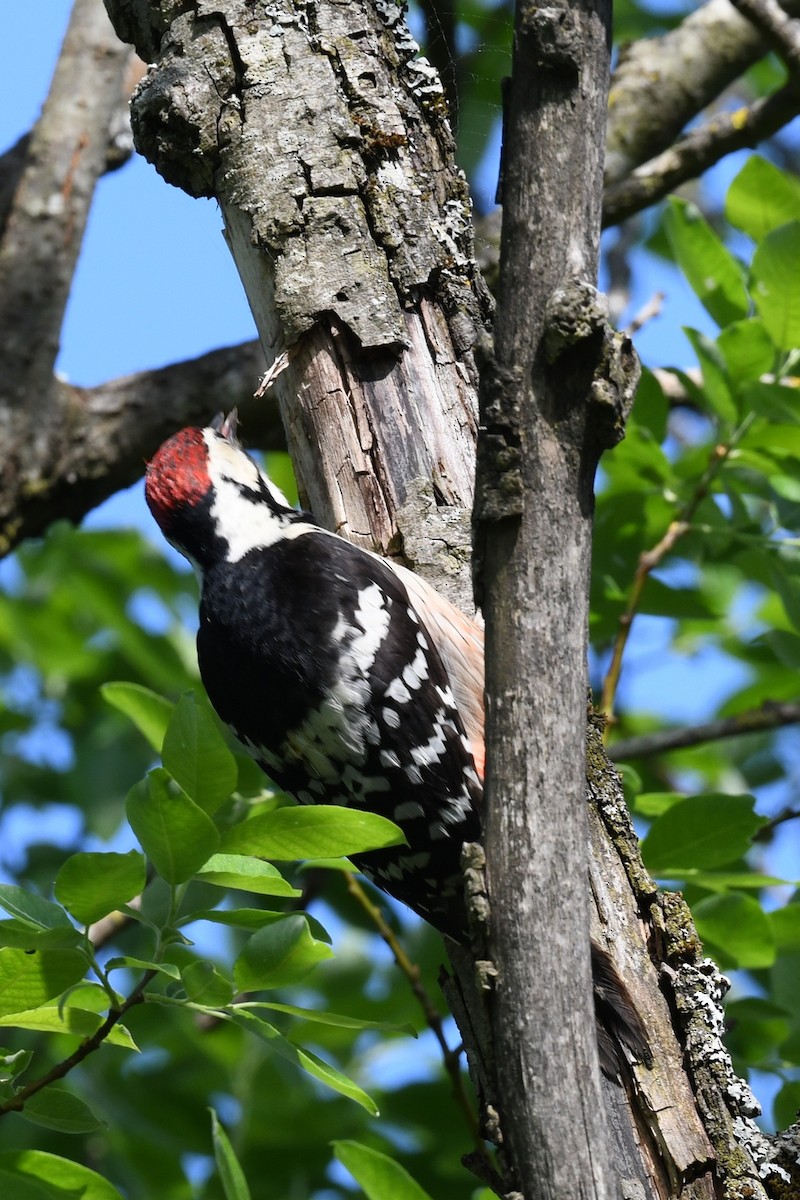 White-backed Woodpecker - ML647278166