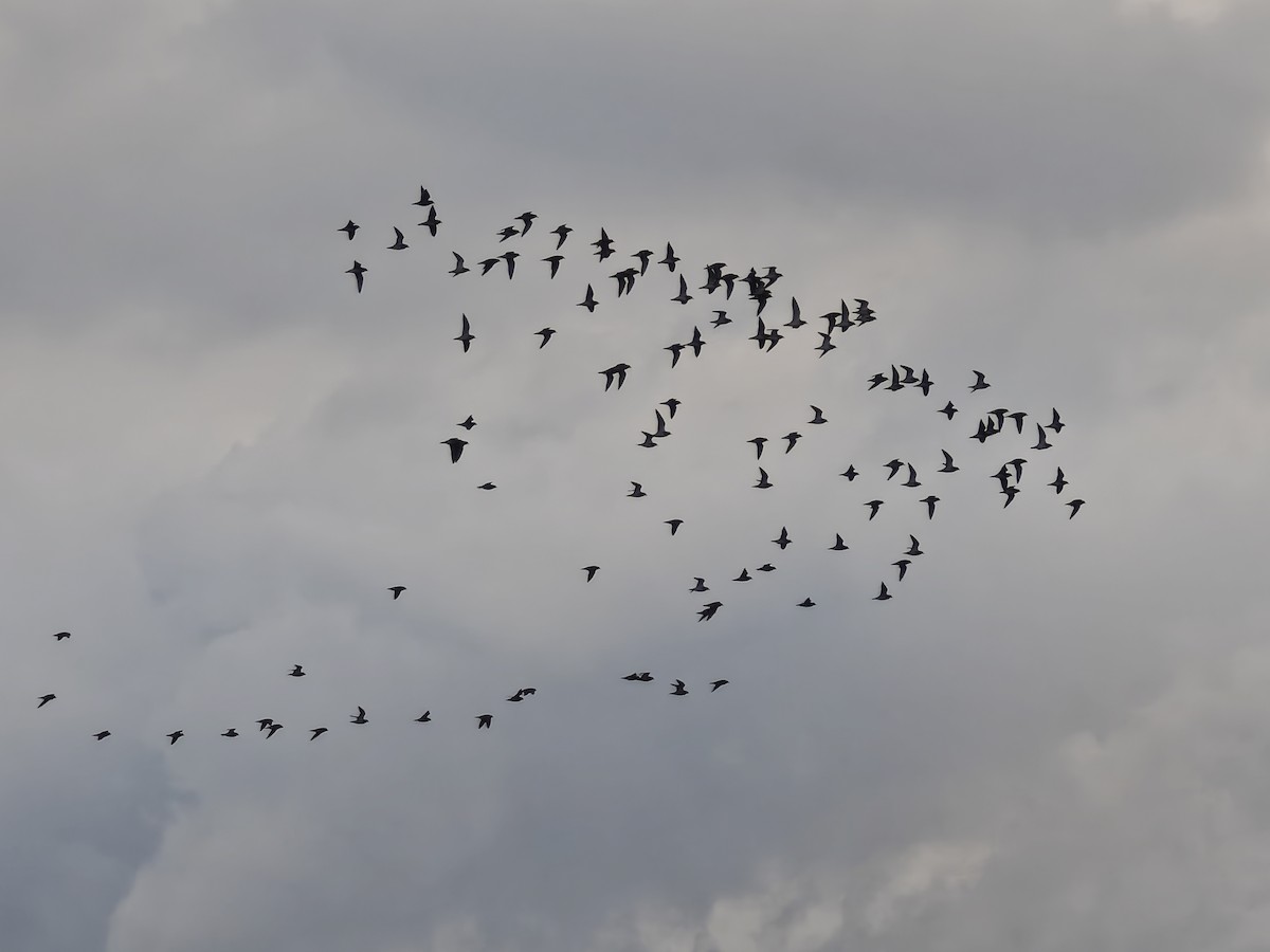 European Golden-Plover - ML647278173