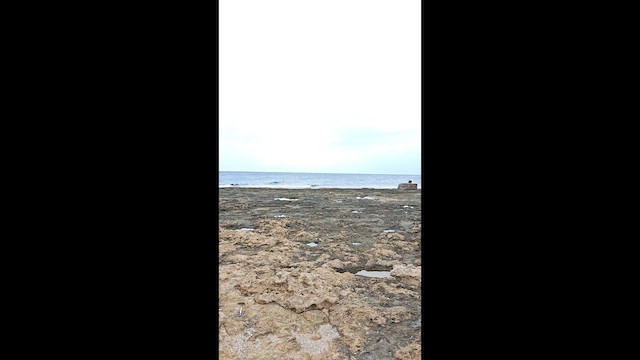 Морской зуёк - ML647278183