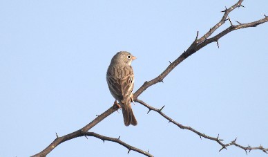 Gray-necked Bunting - ML647278184