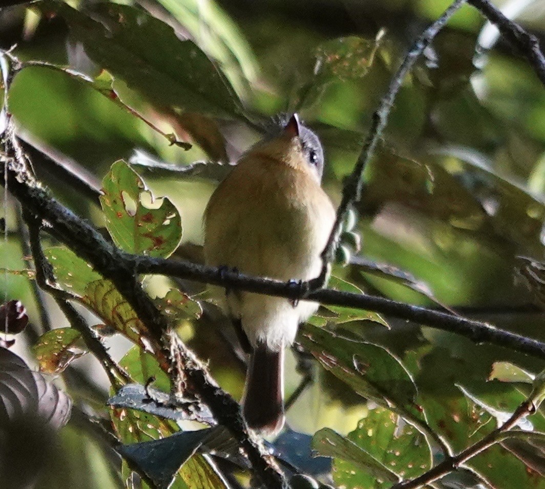 Handsome Flycatcher - ML647278185