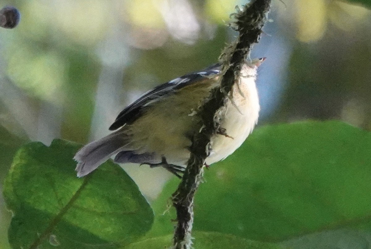 Handsome Flycatcher - ML647278186