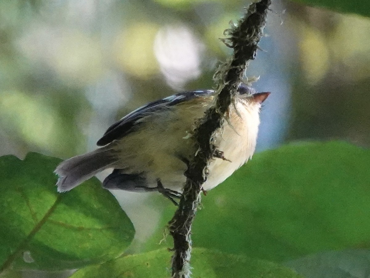 Handsome Flycatcher - ML647278187