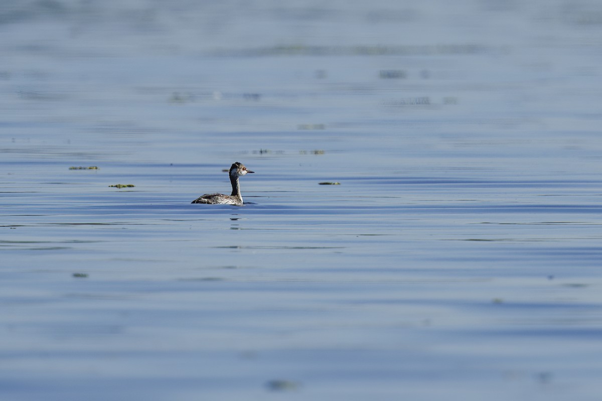 Eared Grebe - ML647278188