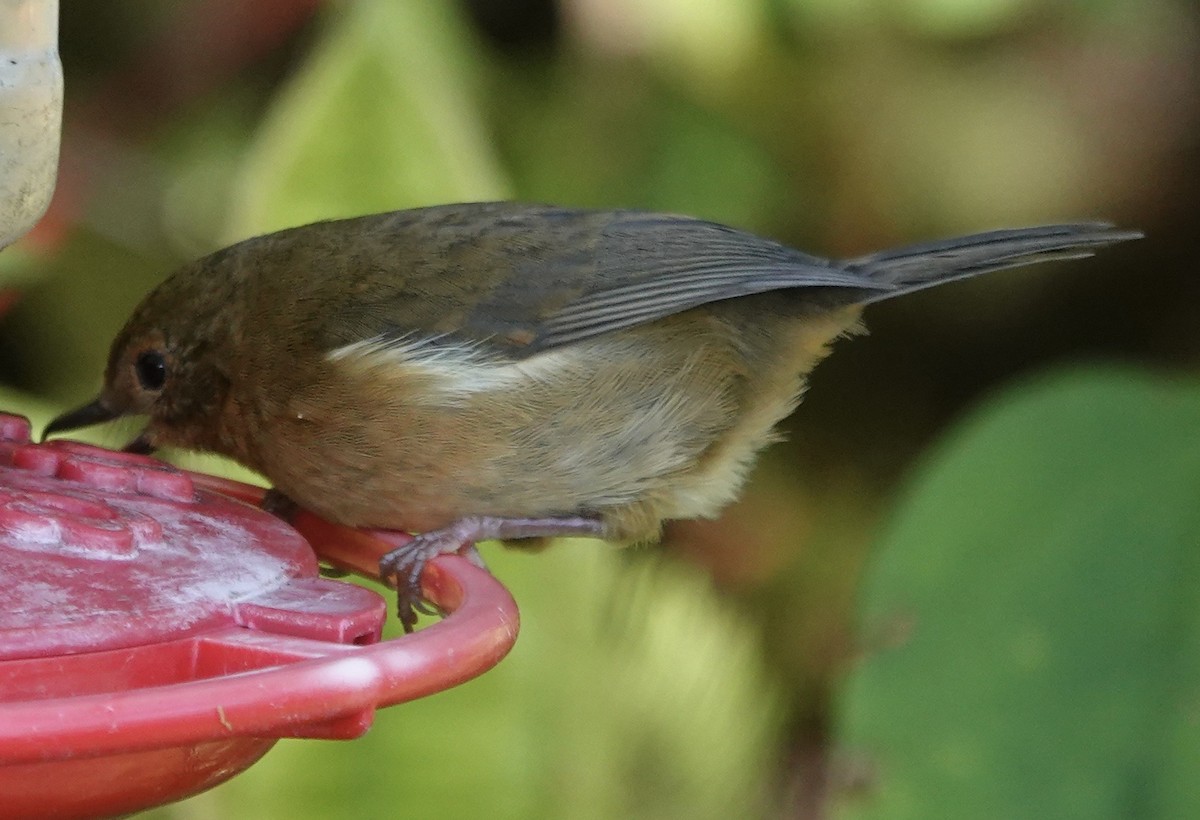 White-sided Flowerpiercer - ML647278190