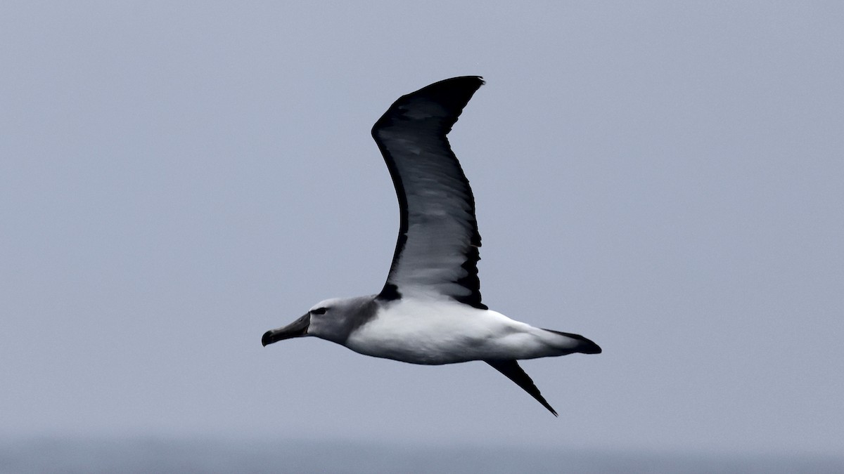 Salvin's Albatross - ML647278192