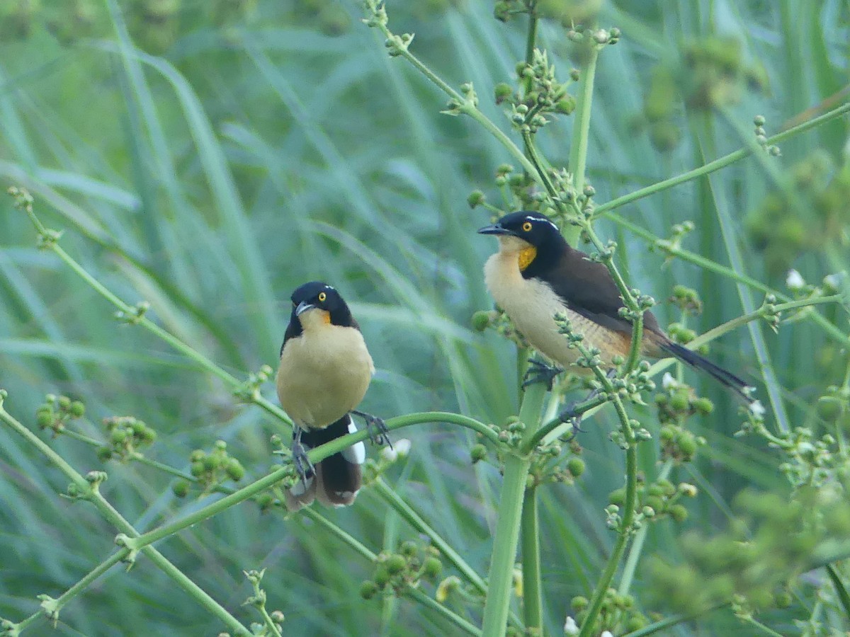 Black-capped Donacobius - ML647278193