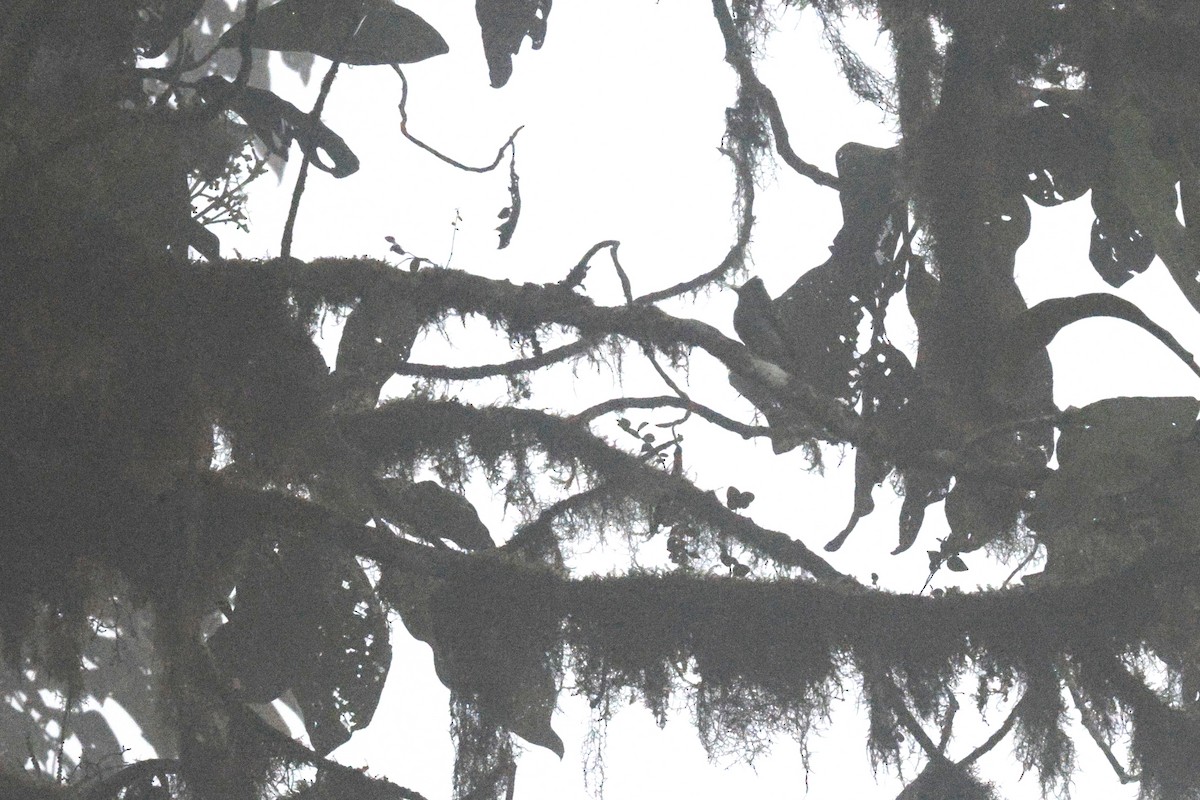 Smoke-colored Pewee - ML647278194