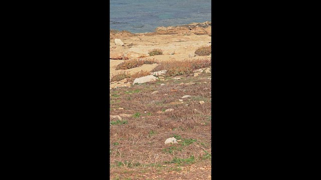 European Goldfinch - ML647278195