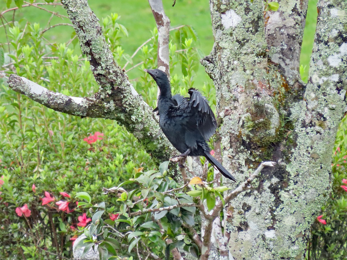 Little Cormorant - ML647278197