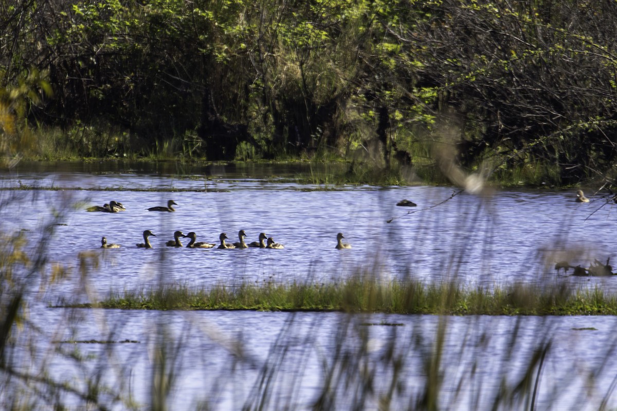 Lesser Whistling-Duck - ML647278198