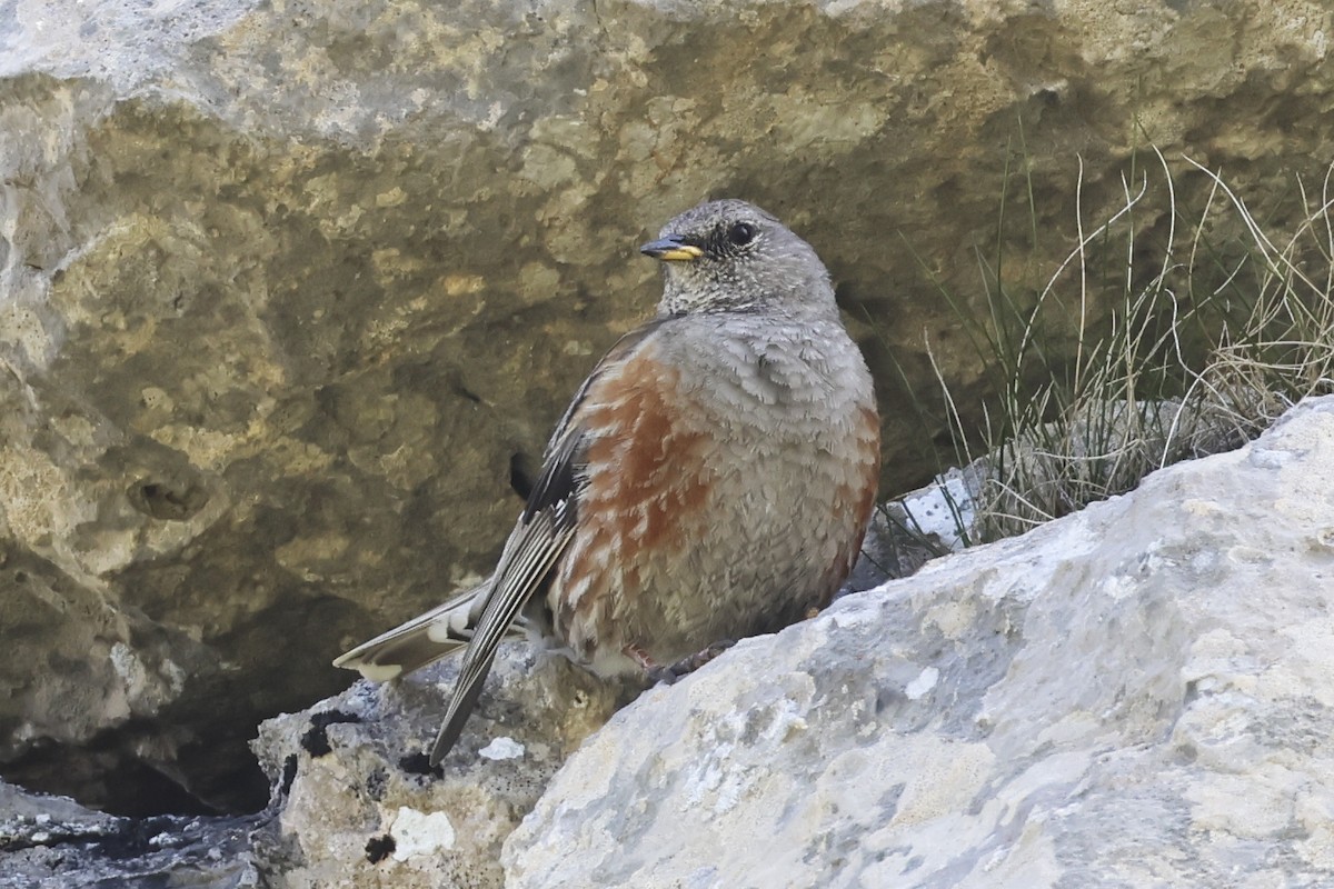 Alpine Accentor - ML647278199