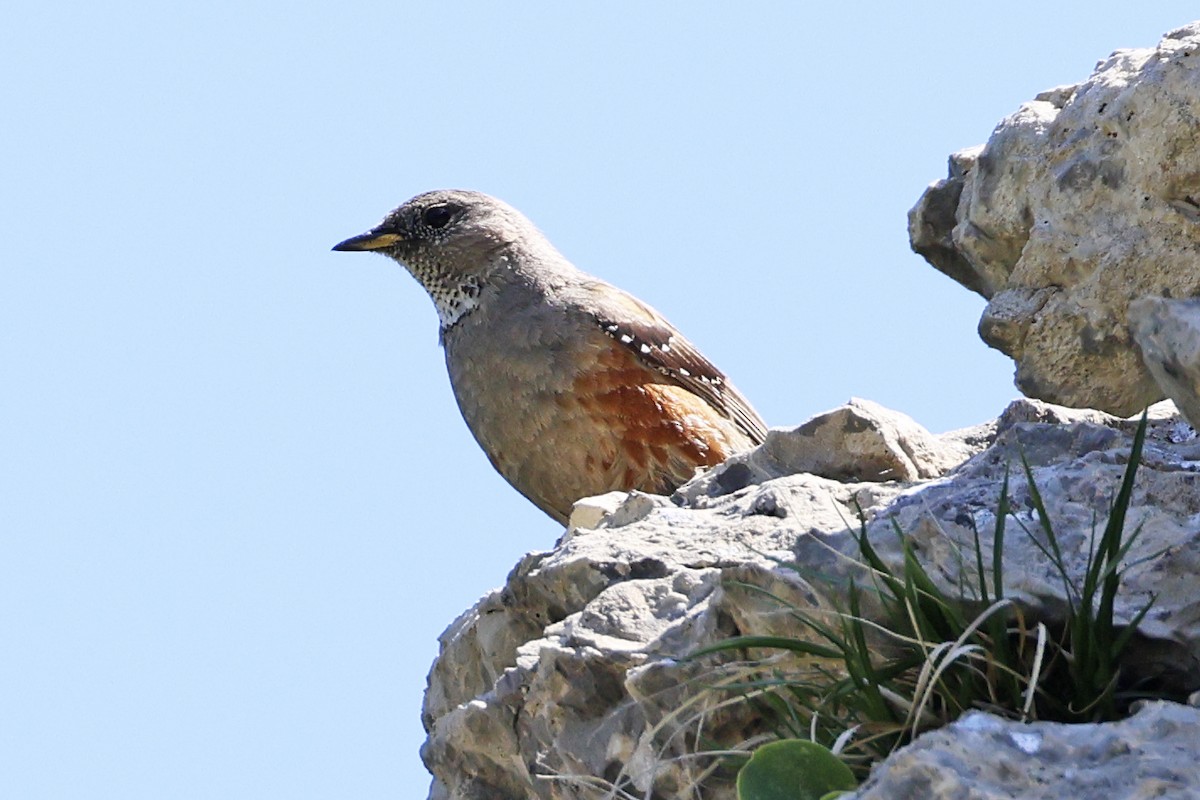 Alpine Accentor - ML647278200