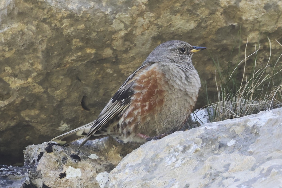 Alpine Accentor - ML647278201