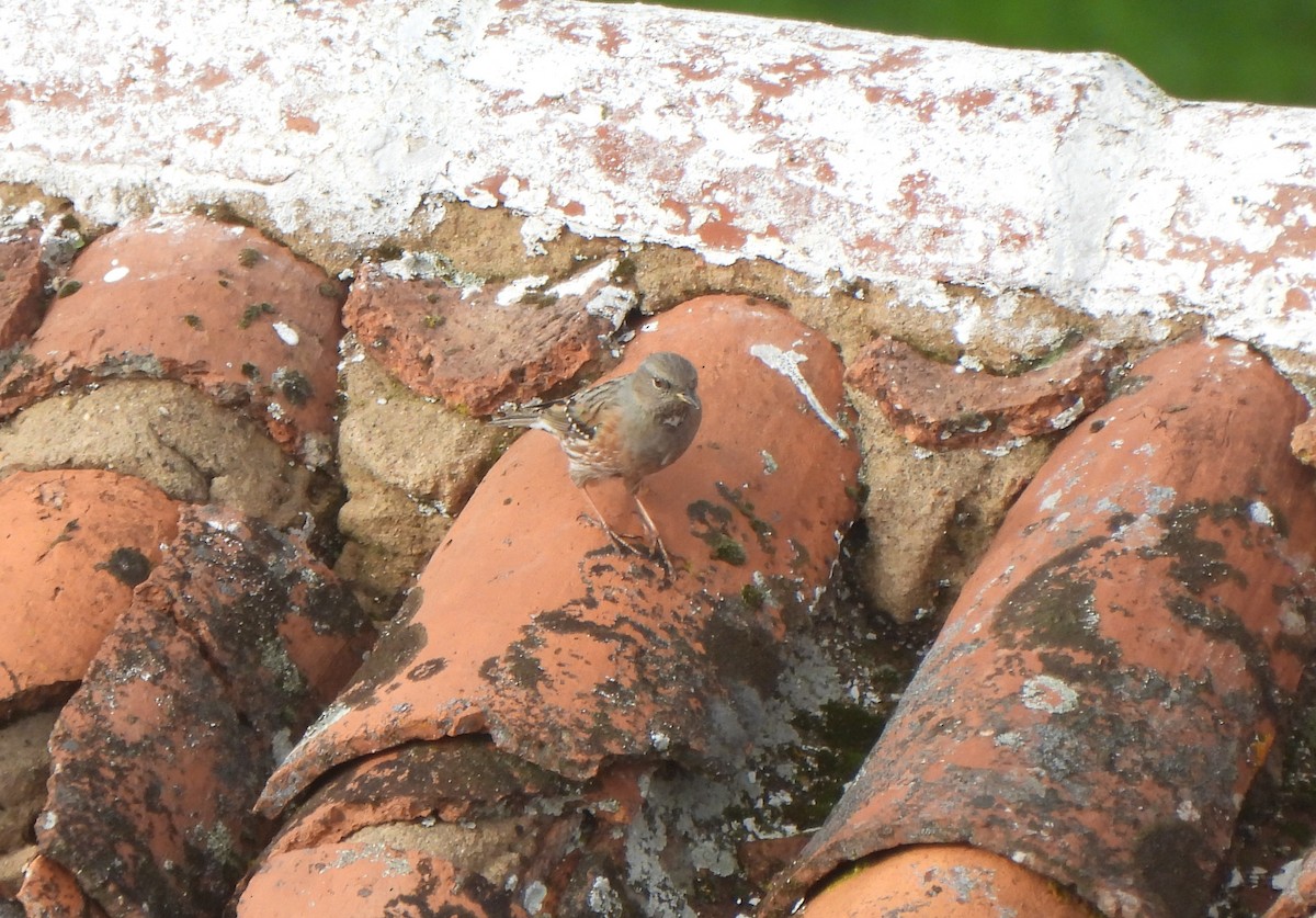 Alpine Accentor - ML647278202