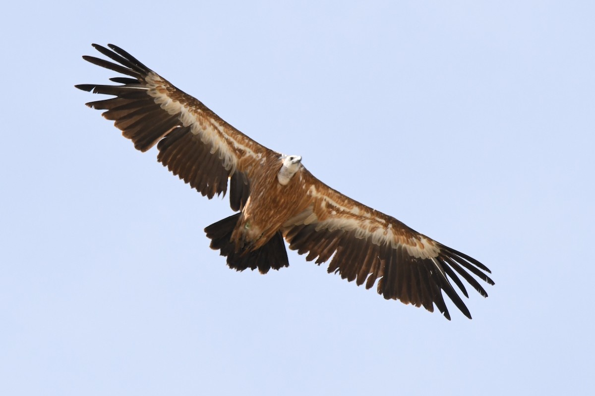 נשר מקראי - ML647278203