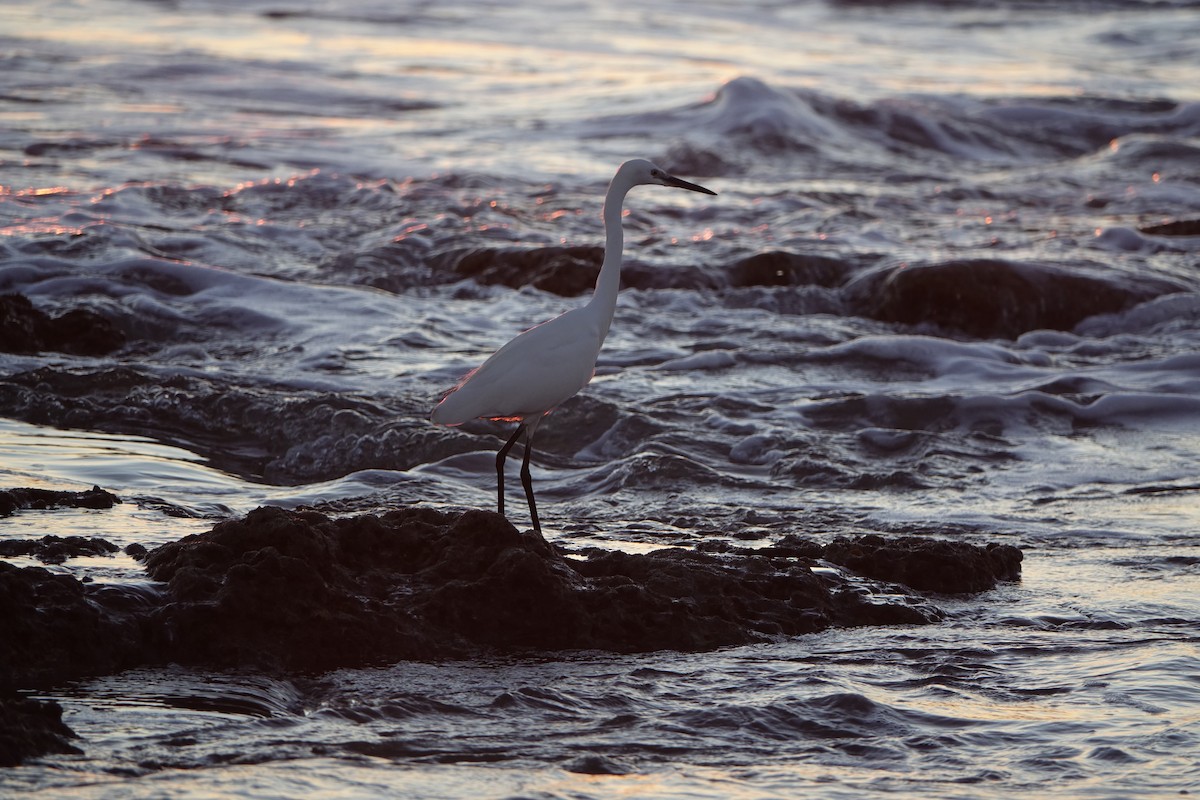 Little Egret - ML647278206