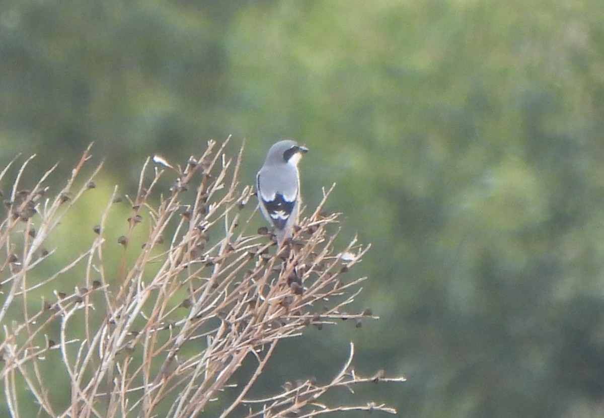 Iberian Gray Shrike - ML647278209