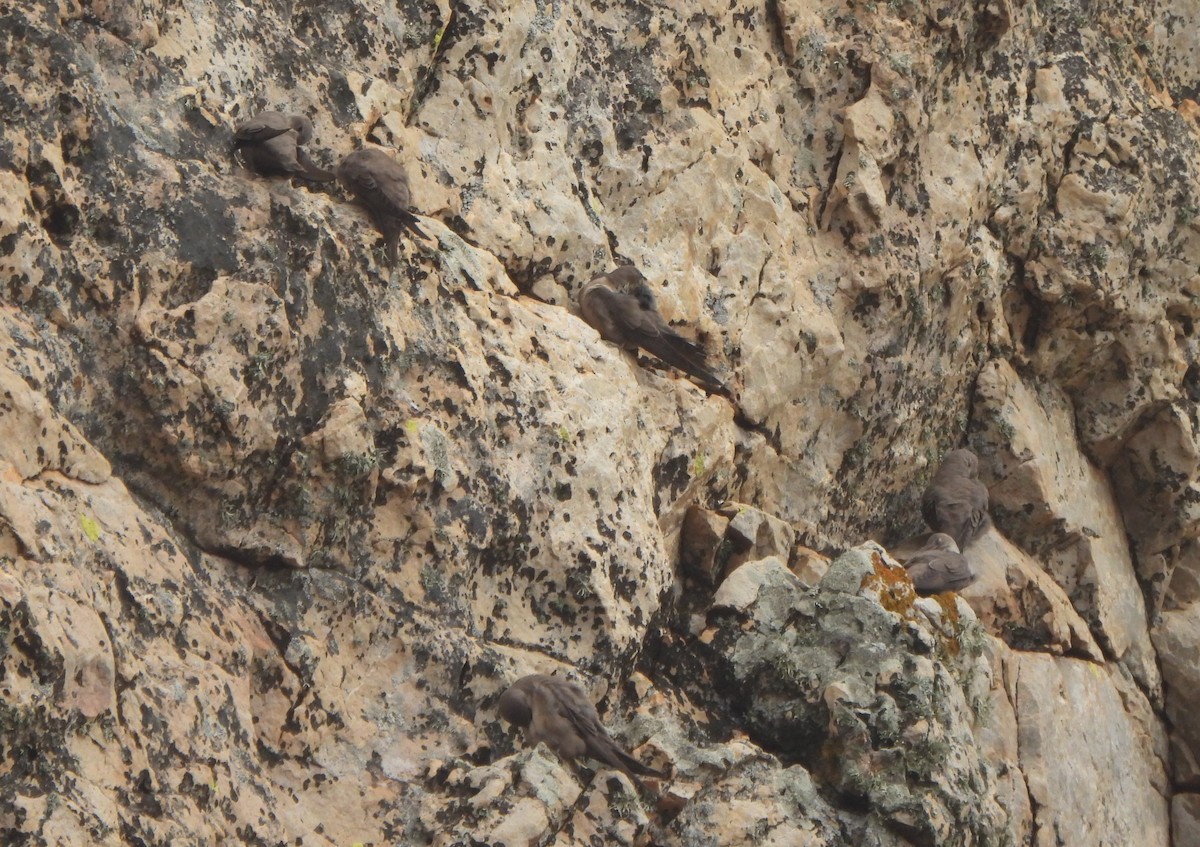 Eurasian Crag-Martin - ML647278213