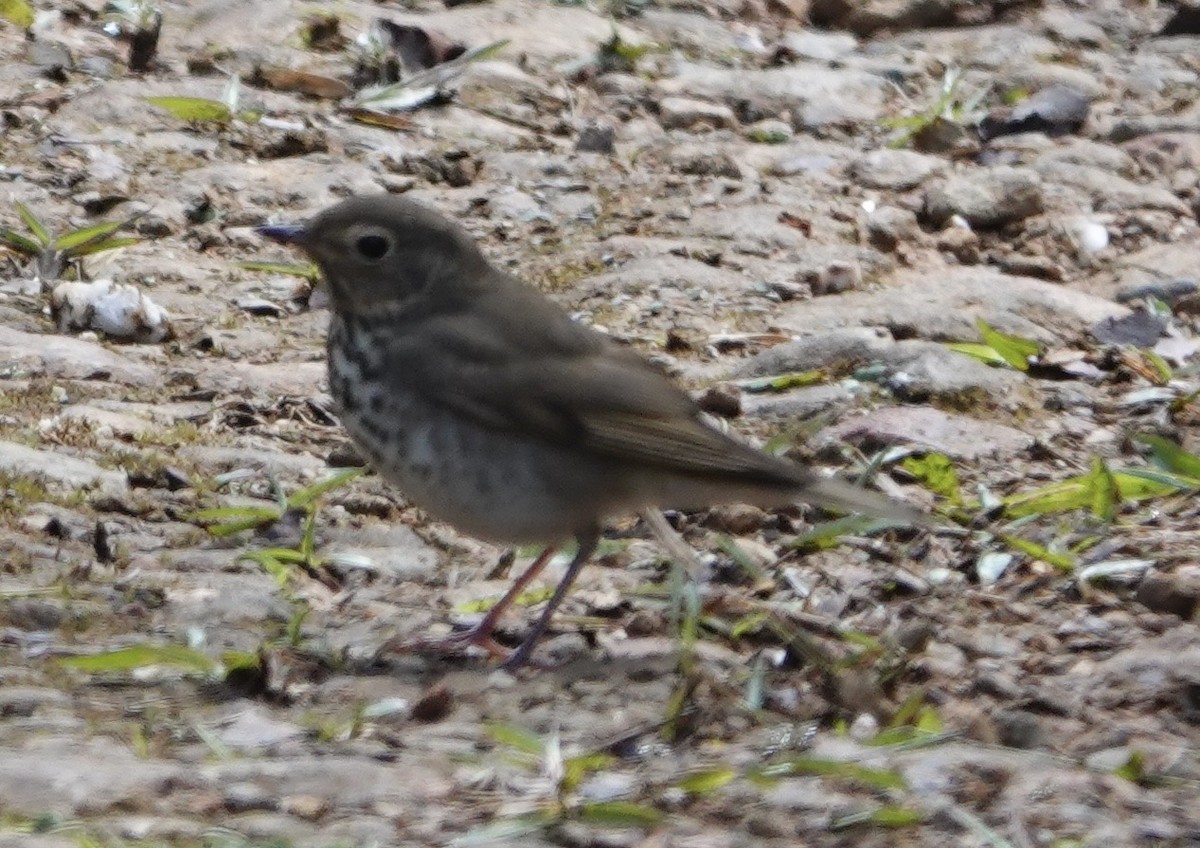 Swainson's Thrush - ML647278214