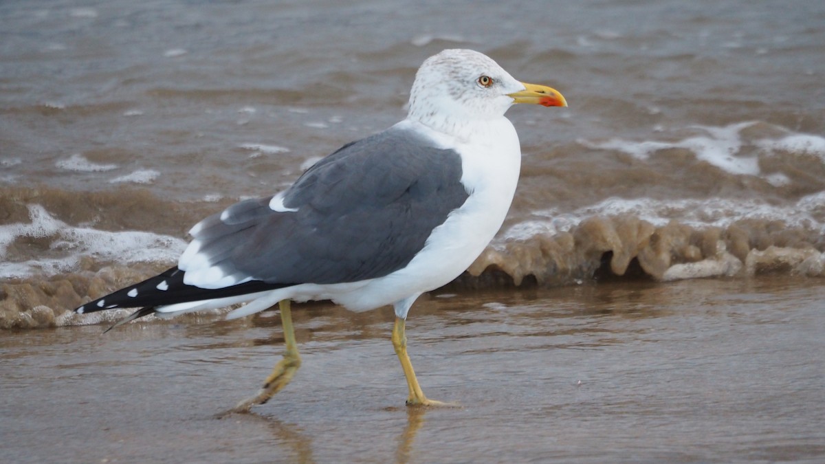 Lesser Black-backed Gull - ML647278215