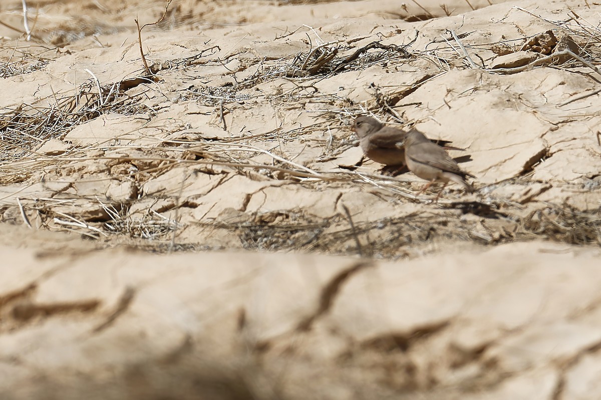 Thick-billed Lark - ML647278218