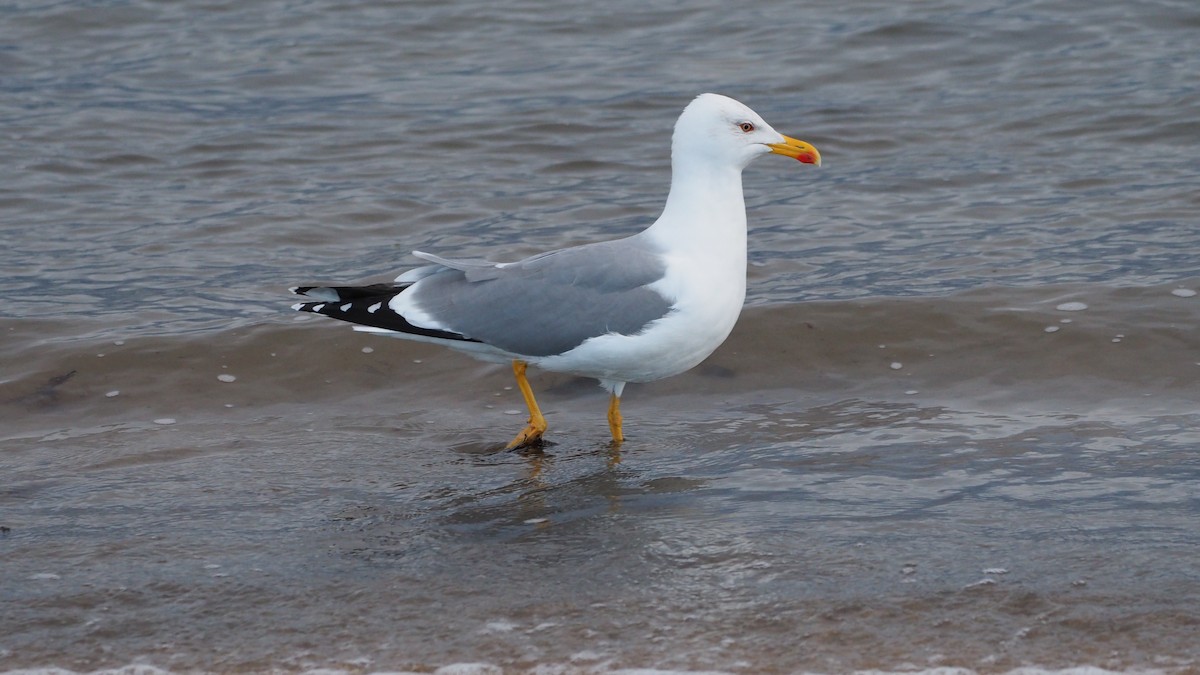 Yellow-legged Gull - ML647278219
