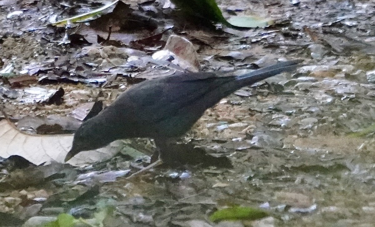 Great Thrush - ML647278224