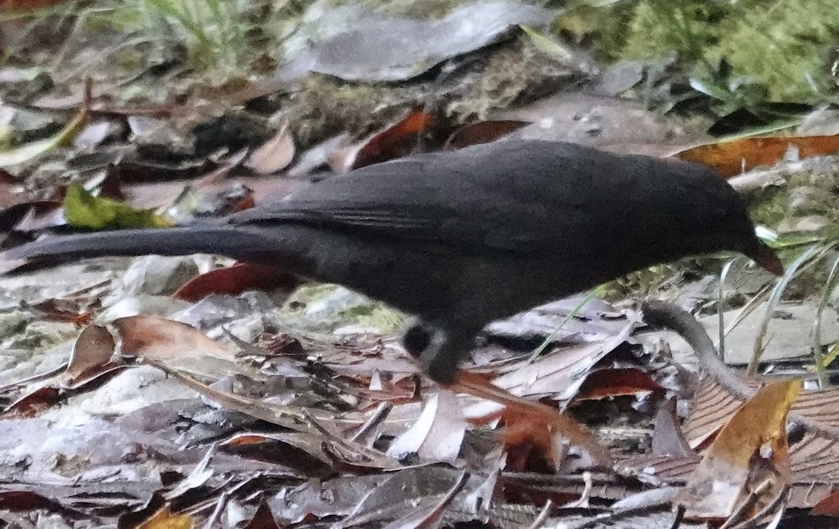 Great Thrush - ML647278225