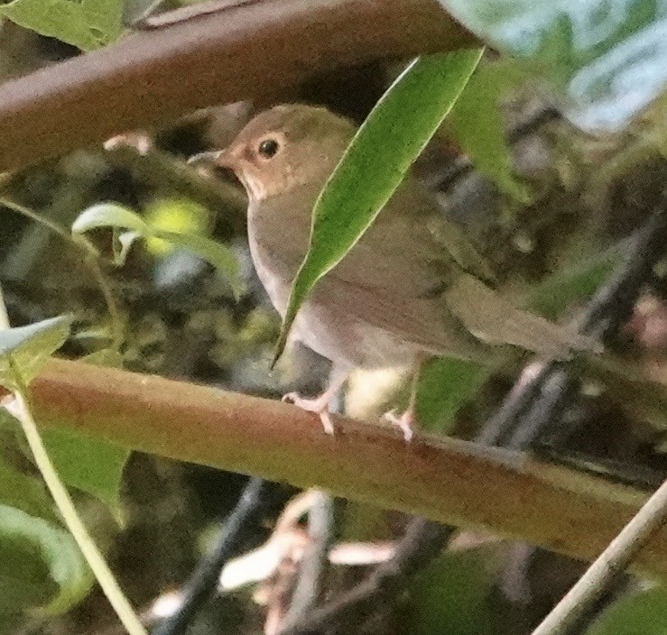 Swainson's Thrush - ML647278227