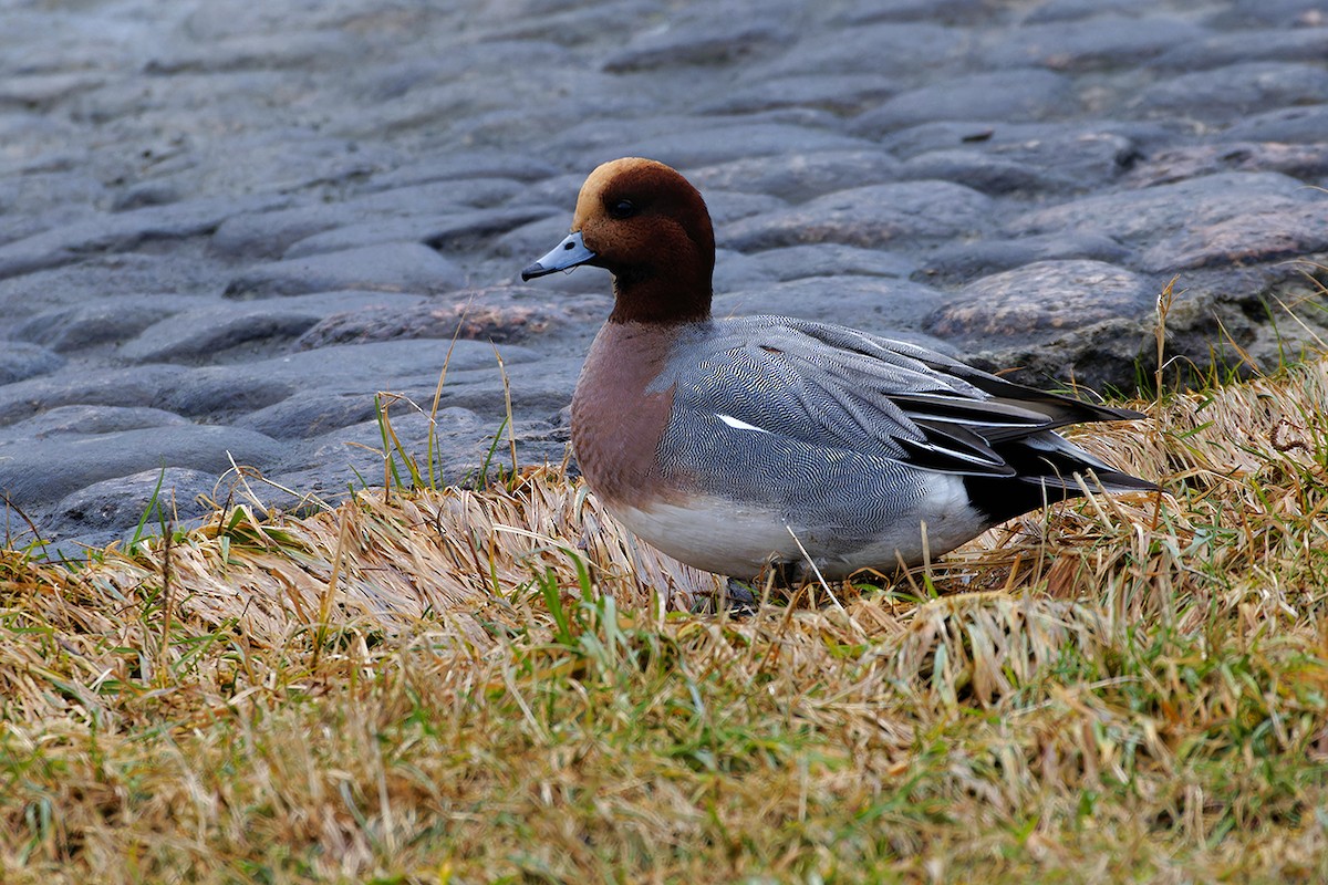 Eurasian Wigeon - ML647278229