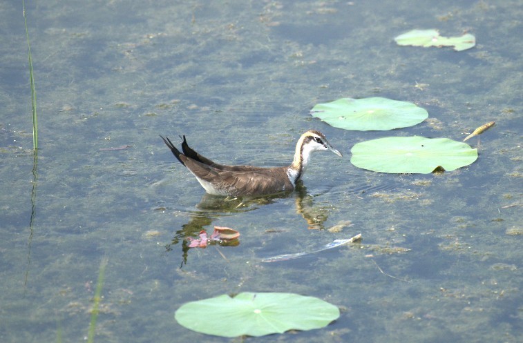 Pheasant-tailed Jacana - ML647278230