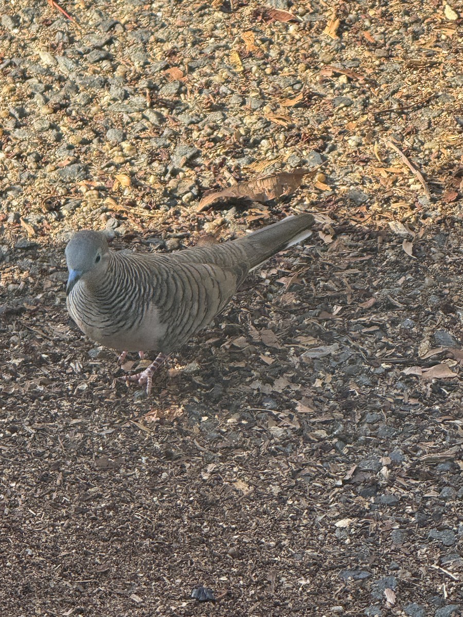 Peaceful Dove - ML647278231