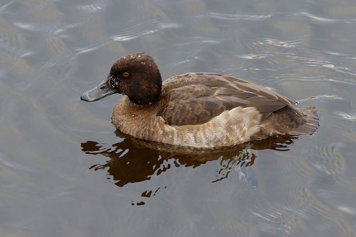 Tufted Duck - ML647278237