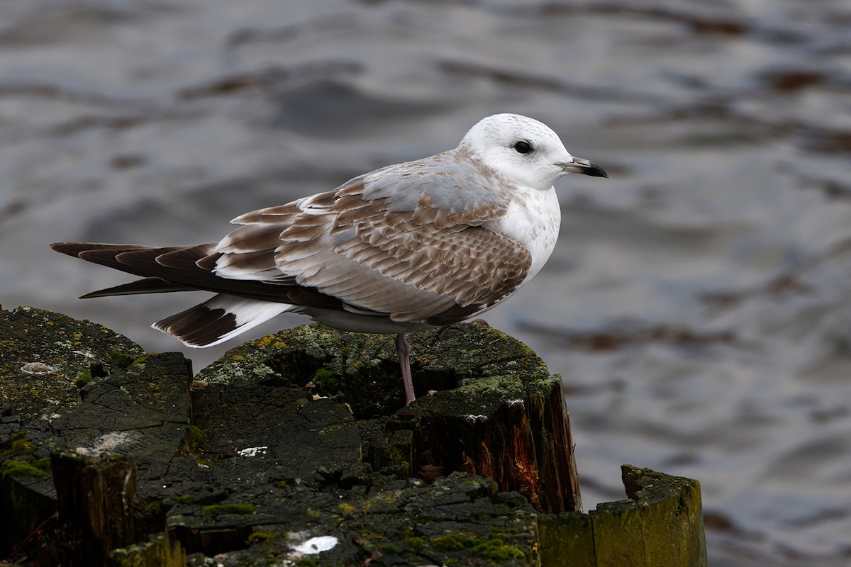 Common Gull - ML647278238