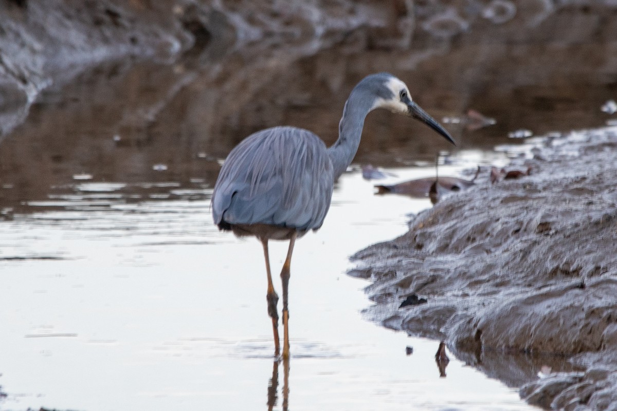 White-faced Heron - ML647278242