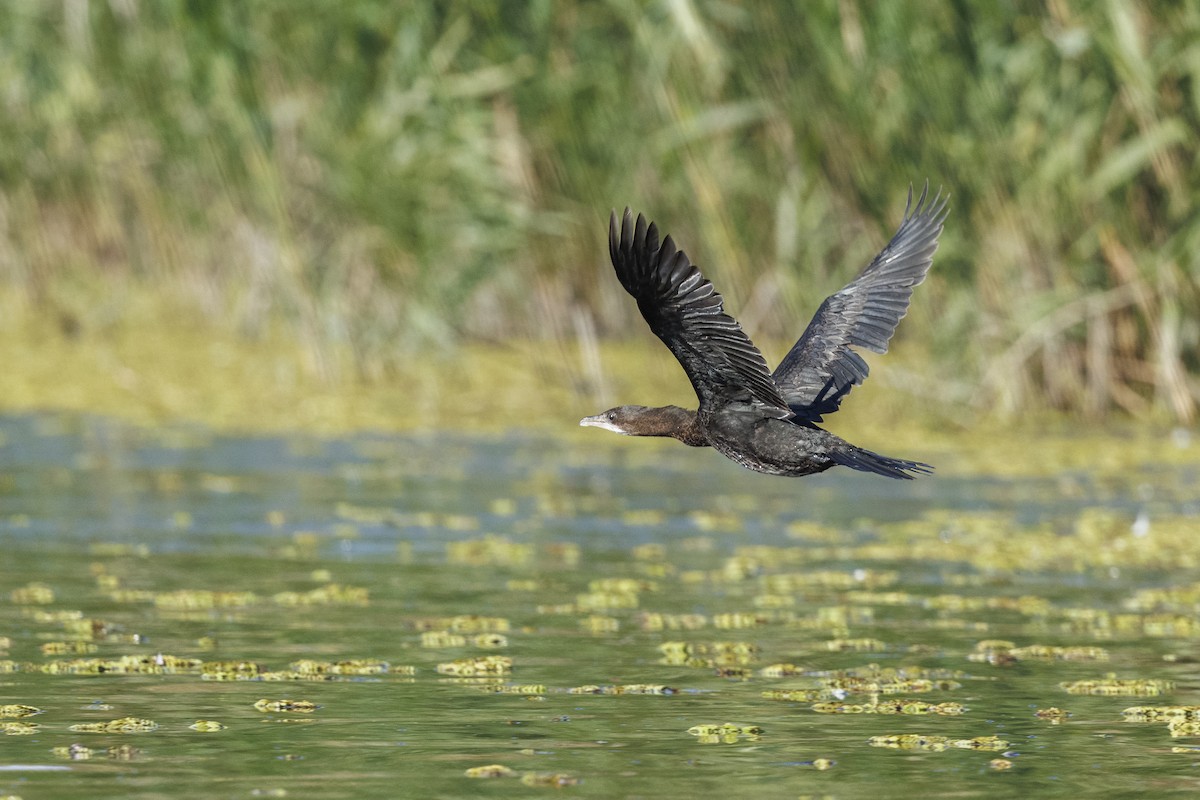Баклан малий - ML647278252
