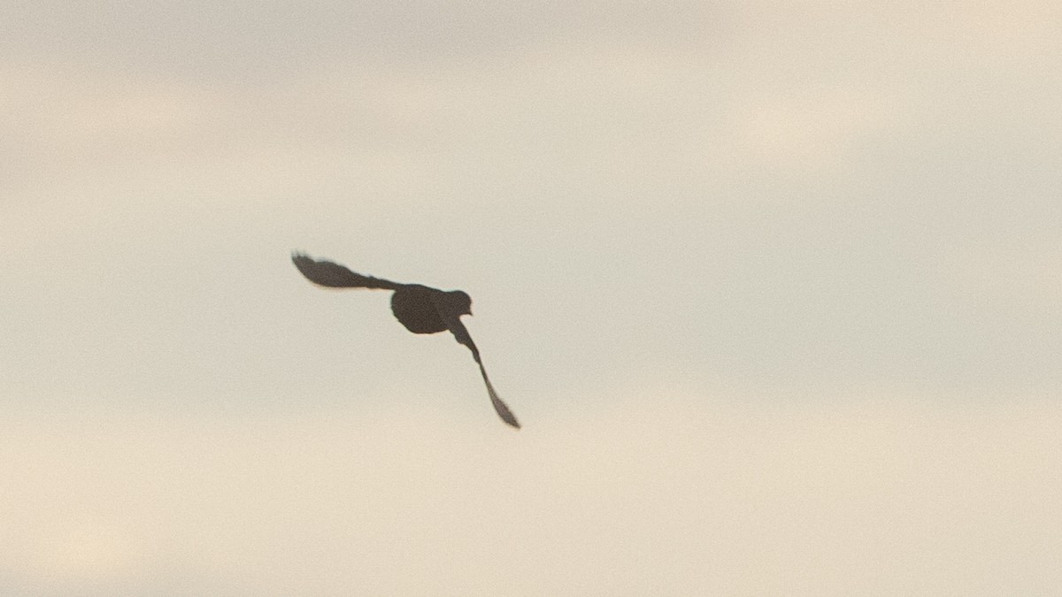 Blue-breasted Quail - ML647278254