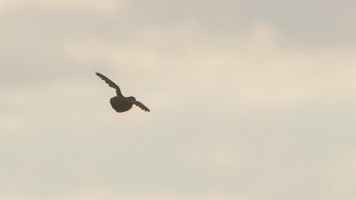 Blue-breasted Quail - ML647278255