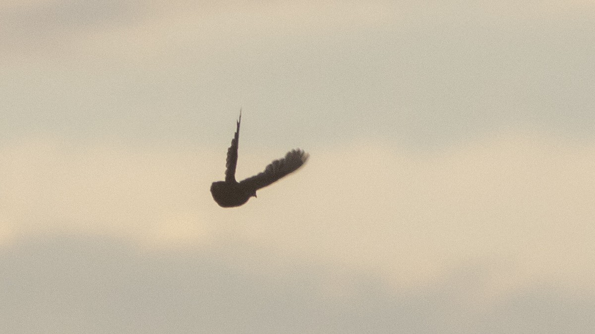 Blue-breasted Quail - ML647278256