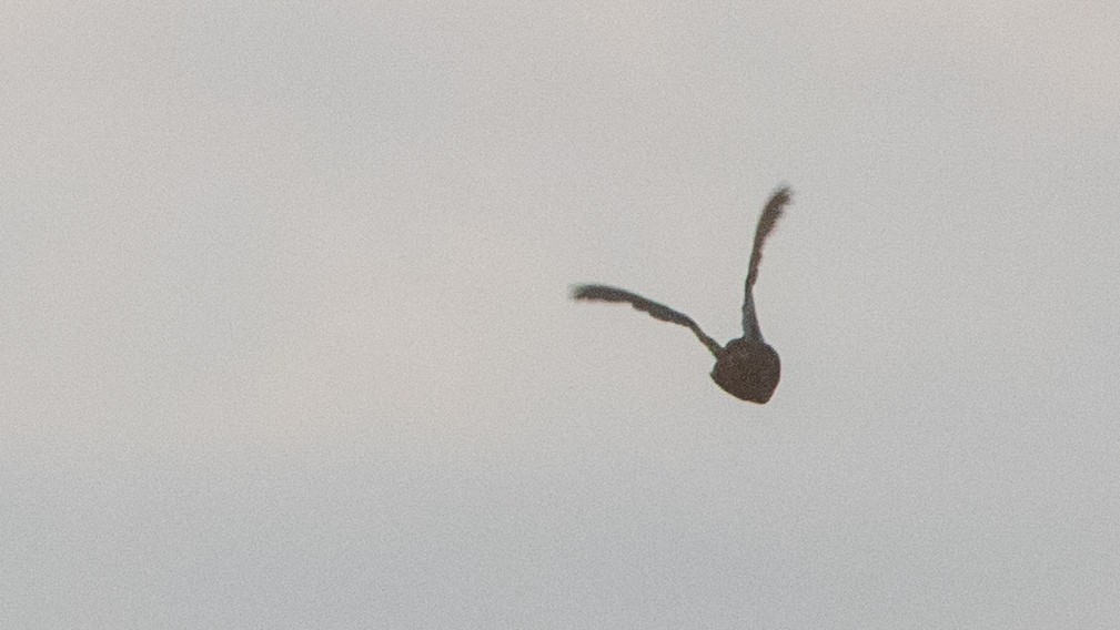 Blue-breasted Quail - ML647278257