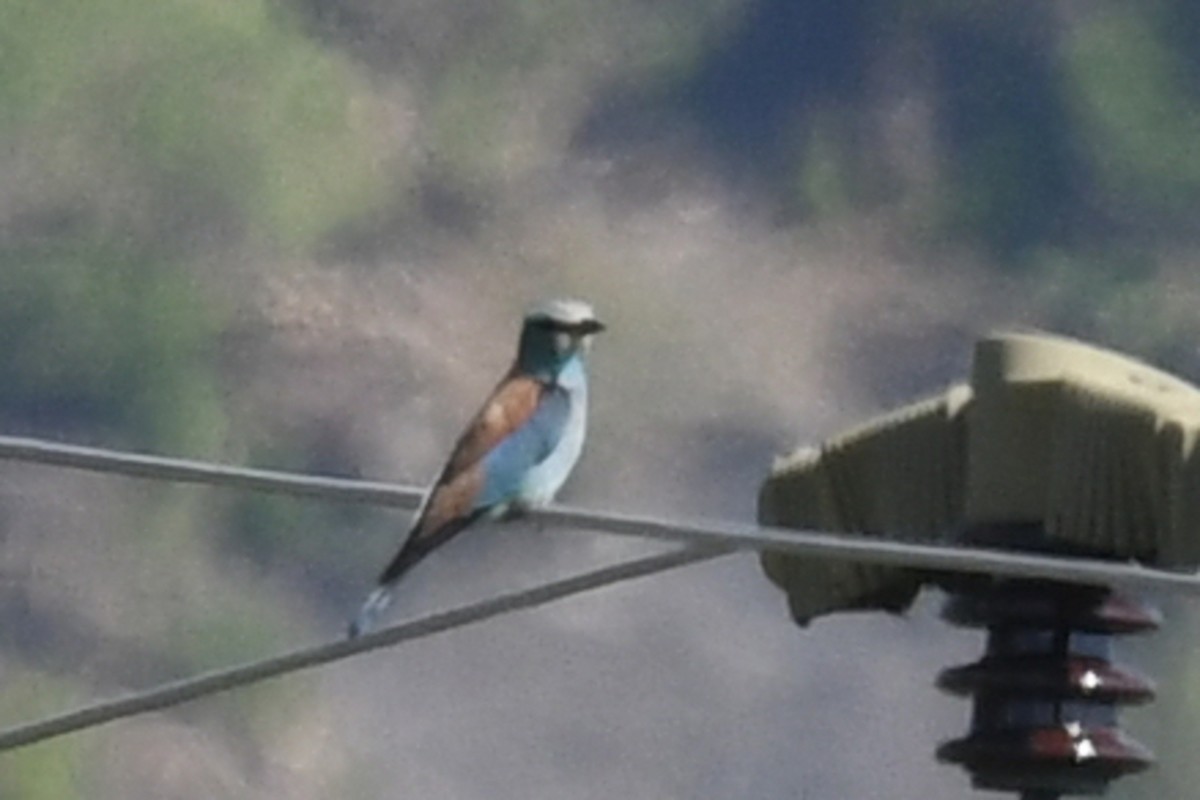 כחל מצוי - ML647278259