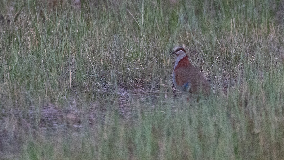 Colombine élégante - ML647278262