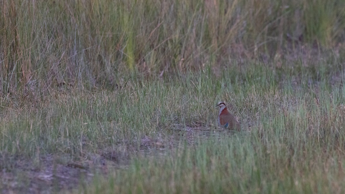 Colombine élégante - ML647278265