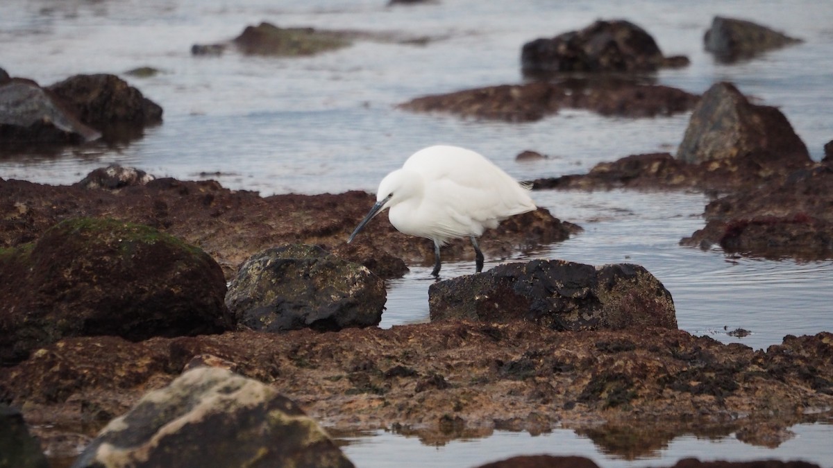 Little Egret - ML647278267