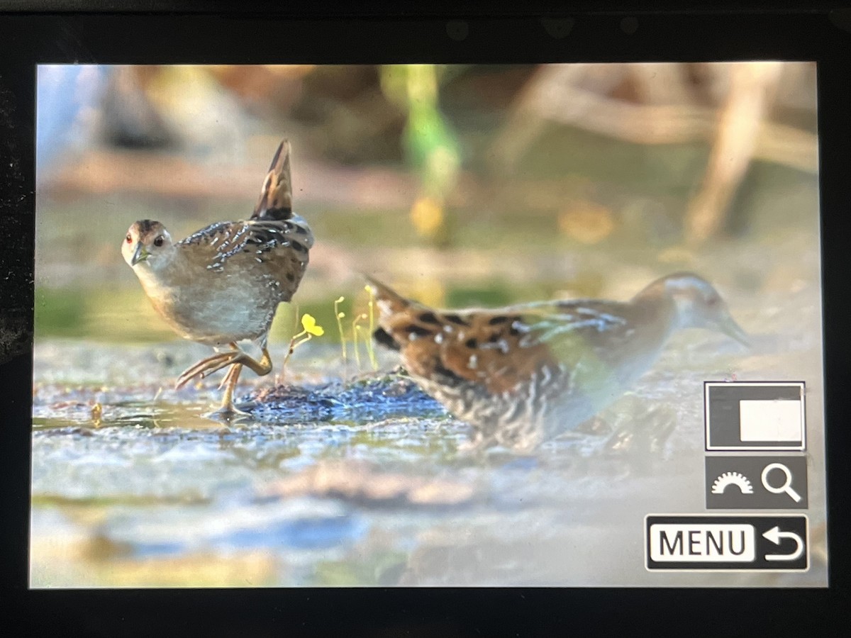 dvergrikse - ML647278268