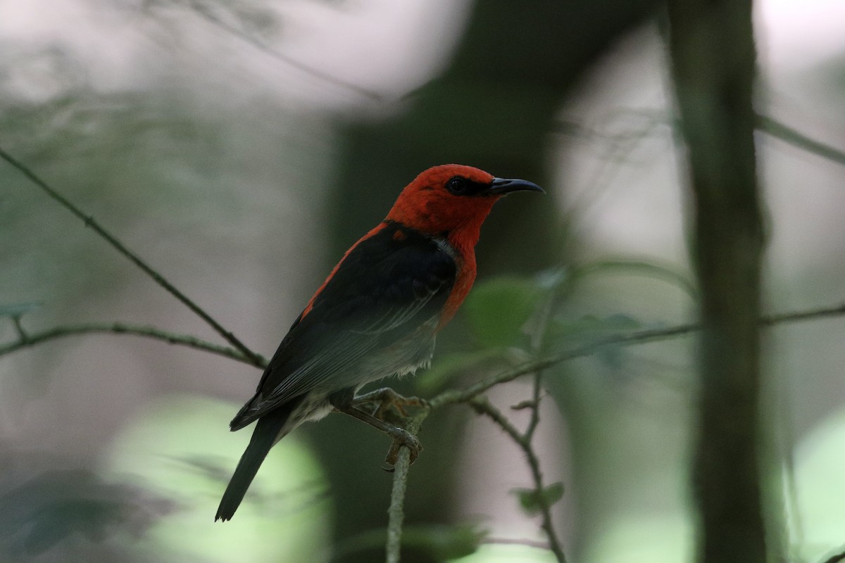 Scarlet Myzomela - ML647278282