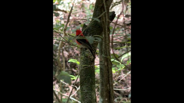 Алая медовка - ML647278283