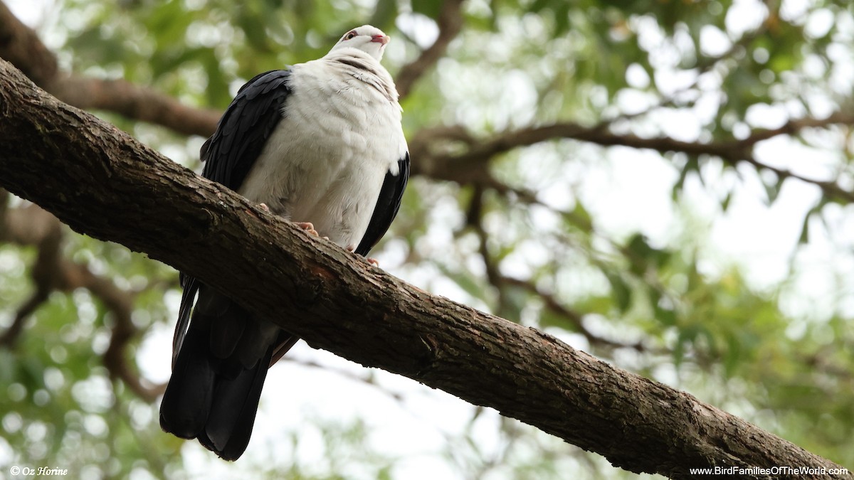 White-headed Pigeon - ML647278289